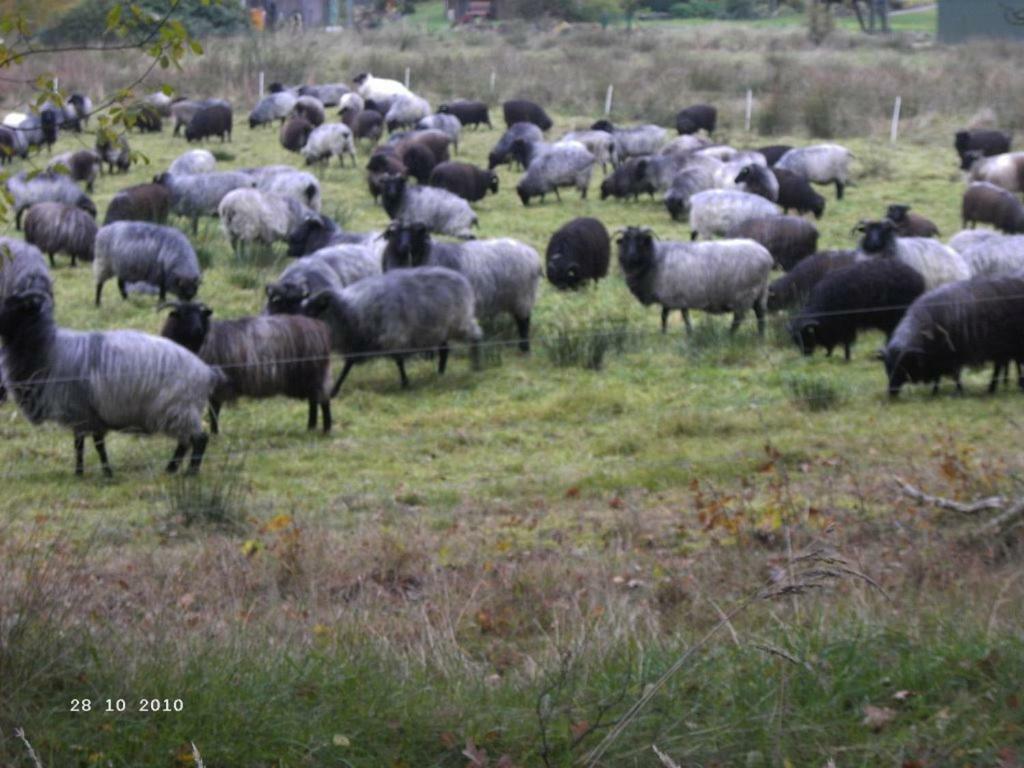 Ferienwohnung Huus Ton Witten Barg Undeloh Zewnętrze zdjęcie