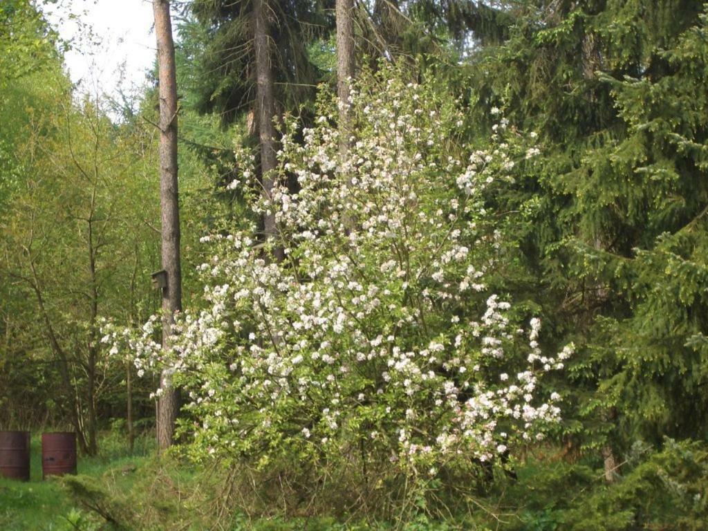 Ferienwohnung Huus Ton Witten Barg Undeloh Zewnętrze zdjęcie